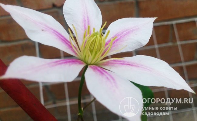Крупные цветы (до 20 см в диаметре) отличаются характерной окраской лепестков – бело-розовой с малиновой полосой посередине