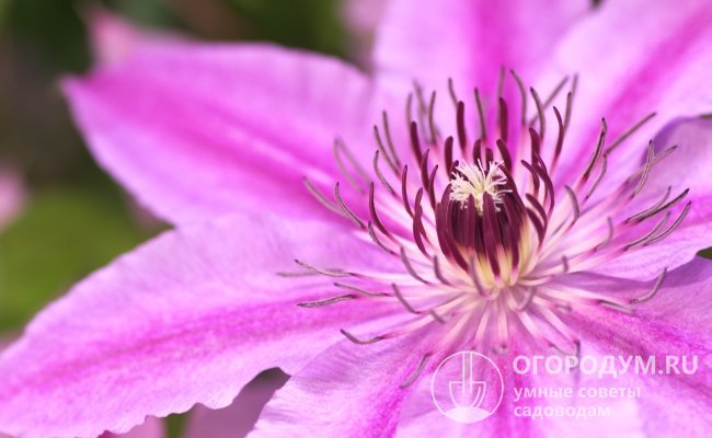 Пыльники у цветов ярко-пурпурного окраса и выгодно подчеркивают бледно-розовую окраску лепестков