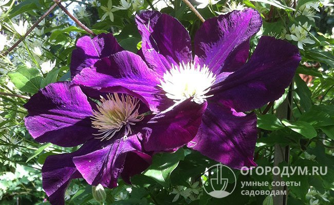 Крупные цветы состоят из 6-8 лепестков, перекрывающих друг друга, имеющих бархатистую поверхность и насыщенную пурпурно-фиолетовую окраску