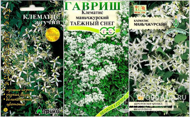 Семена мелкоцветковых клематисов – жгучего и маньчжурского различных агрофирм-производителей
