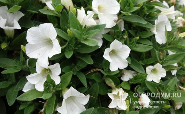 Тейбл Вайт (Surfinia Table White) – имеет белоснежные цветки в форме колокольчиков, которые густо усыпают весь куст. Период цветения длится, начиная с мая месяца и до самых холодов