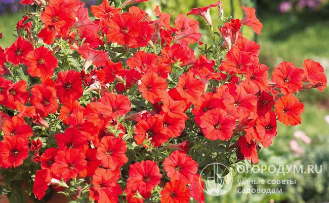 Ред (Surfinia Red) – очень красивый сорт, завоевавший множество наград на различных выставках. Его цветы окрашены в насыщенный идеально чистый алый цвет