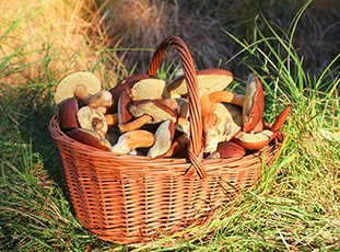 Как правильно хранить свежие грибы в домашних условиях