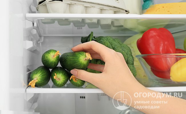 В холодильнике без дополнительной упаковки огурцы могут храниться 3-5 дней