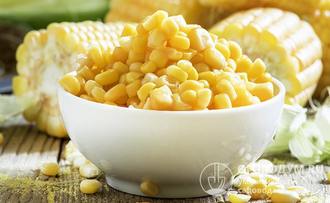 Сохранить пользу и вкус вареной кукурузы на несколько дней или даже месяцев можно в холодильнике или морозильной камере. Для хранения подходят целые початки и отдельные зерна