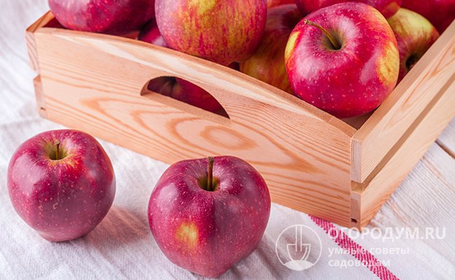 Правильная организация хранения и соблюдение простых рекомендаций позволят сберечь вкусовые и полезные свойства яблок до весны