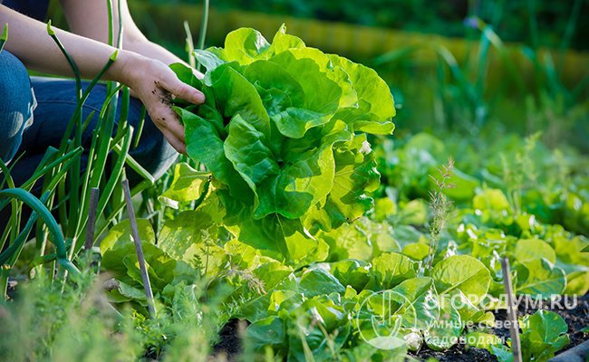 Убирайте салат с огорода в сухую погоду