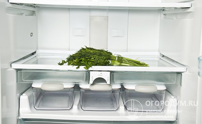 Если хранить укроп в холодильнике без помещения в емкость, он быстро завянет
