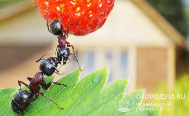 Чаще всего от муравьев страдают сладкие фрукты и ягоды, которые привлекают насекомых своим вкусом и ароматом