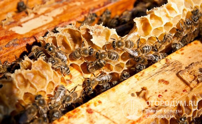 Молодые рабочие пчелы, занятые строительством новых сотов