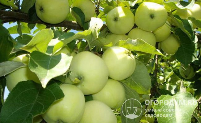 При грамотной агротехнике с одного взрослого дерева можно получить до 200 килограммов яблок