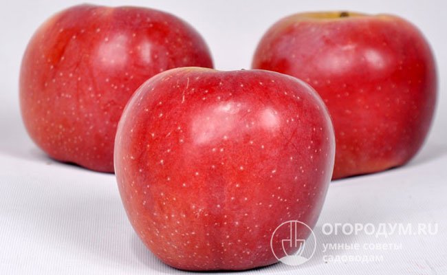 Профессиональная оценка внешнего (товарного) вида яблок – 4,6 по 5-балльной шкале