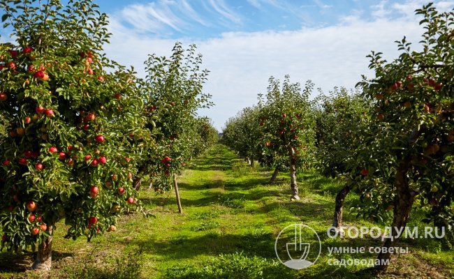«Гала» (на фото) занимает второе место в пятерке сортов-лидеров коммерческого производства яблок в мире