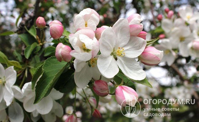 «Грушовка» самобесплодна и ей требуются партнеры – яблони с аналогичными сроками цветения