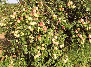 Яблоня «Имрус»: описание сорта, фото и отзывы