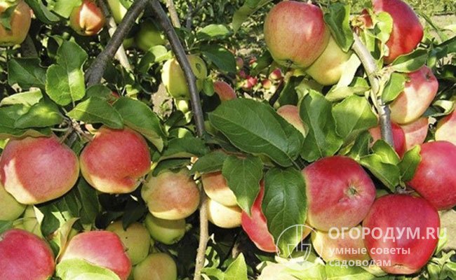 «Кандиль орловский» (на фото) приносит обильные урожаи крупных, очень привлекательных и вкусных яблок