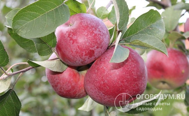 Яблоня «Лобо» (на фото) дает большой урожай плодов, предназначенных для потребления в зимний период