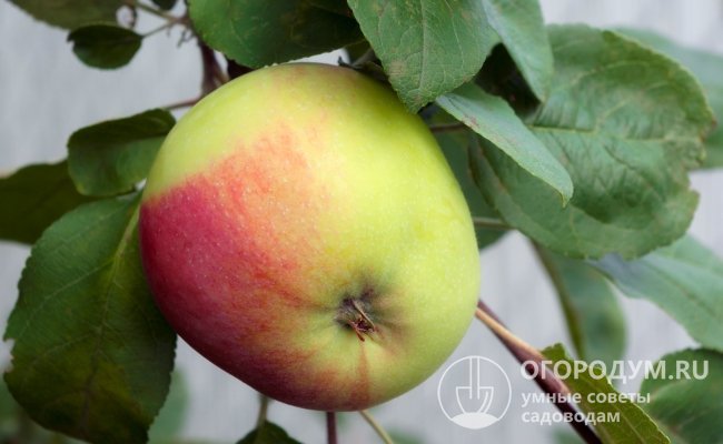 Яблоки снимают в стадии технической спелости, когда их кожура еще зеленовато-желтая с малиновым румянцем