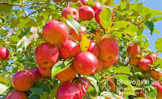 Яблоня «Мантет» (на фото) приносит отличные урожаи ранних плодов с великолепным десертным вкусом