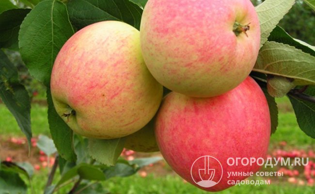 Яблоня «Мечта» (на фото) радует садоводов–любителей скороспелостью и урожайностью, товарностью и вкусовыми качествами яблок