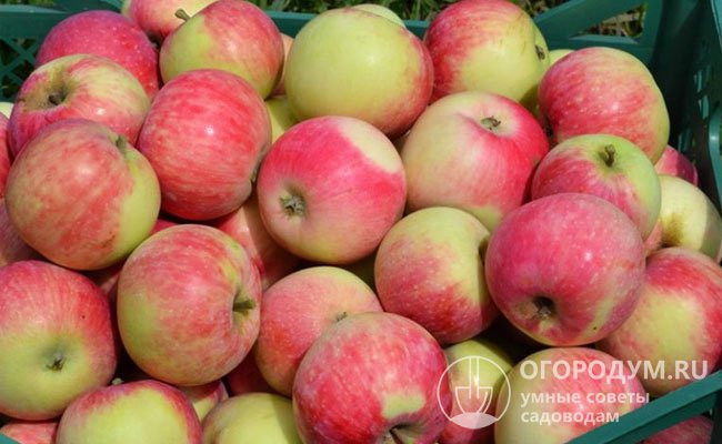 Выборочный съем урожая способствует лучшему сохранению товарности и вкуса яблок
