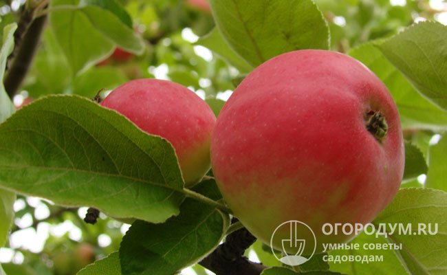 Яблоня «Медуница» (на фото) радует дачников рано созревающими сладкими плодами