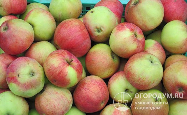 К числу преимуществ относят высокую урожайность – взрослая яблоня дает около 100 кг плодов за сезон