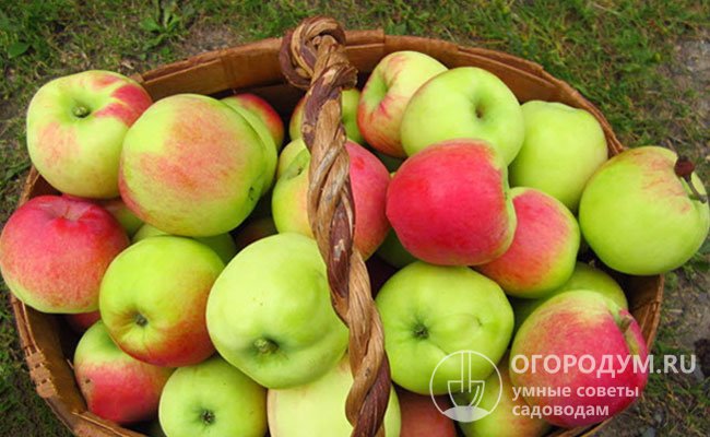 Товарные и вкусовые качества яблок обеспечили сорту большую популярность в России и странах ближнего зарубежья