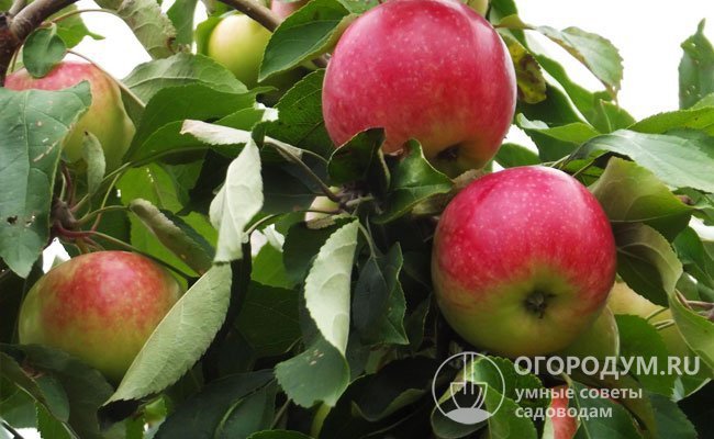 Яблоня Мельба (на фото) дает урожай летних плодов с прекрасным десертным вкусом