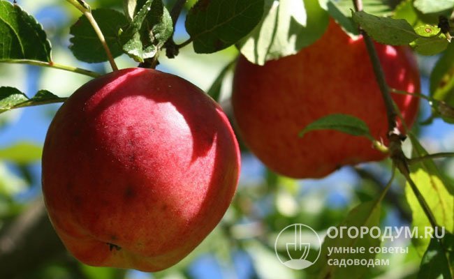 На фото – плоды яблони «Прима»