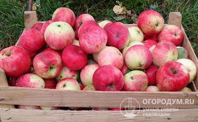 Созревание плодов происходит не одновременно, спелые яблоки осыпаются, поэтому снимать их нужно выборочно и аккуратно