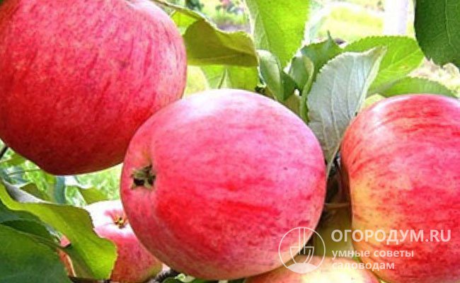 На фото – яблоки разновидности «Раннее алое»