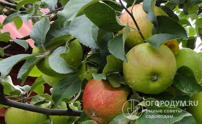 Яблоки сорта «Орлинка» (на фото) в средней полосе поспевают во второй декаде августа