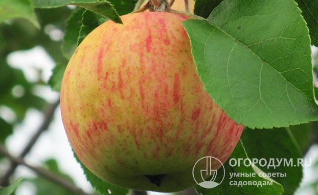 Яблоки «Орлинки» выглядят очень привлекательно благодаря крупным размерам, правильной форме и яркой покровной окраске в виде красных полос по карминовому фону