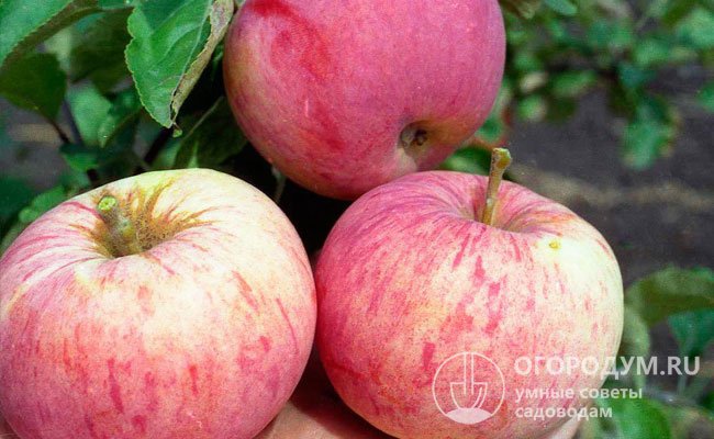 У яблок, оставшихся дозревать на дереве, вкус ухудшается, так как мякоть становится более водянистой, рыхлой, «стеклянной» (приобретает прозрачность)