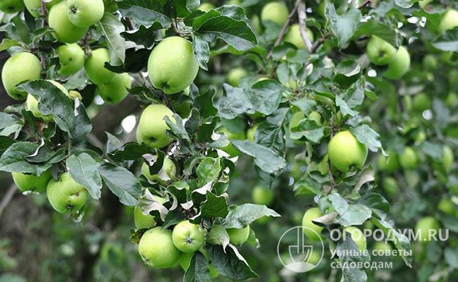 Обильность урожая приводит к снижению товарных качеств яблок, их измельчанию и неодномерности