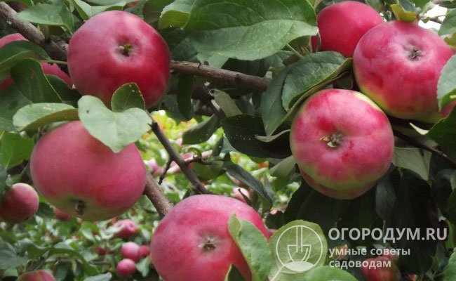 Яблоня «Жигулевское» (на фото) – хорошо растет и стабильно плодоносит в центральных и южных областях России