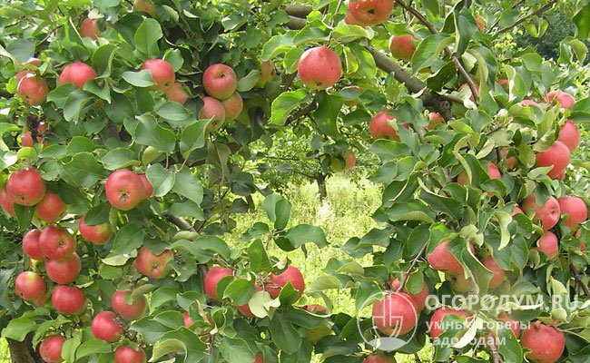 «Жигулевское» считают одним из наибольших достижений Сергея Павловича Кедрина, ставшего автором около 30 яблоневых сортов