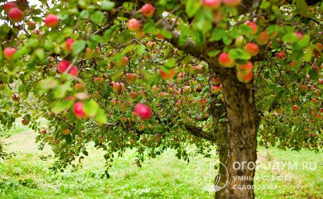 Высокая урожайность позволяет с одного взрослого дерева собирать за сезон до 250 килограммов яблок