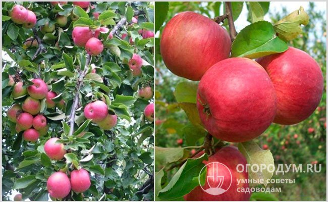 Фото с сайтов питомников, предлагающих саженцы яблони «Жигулевское»