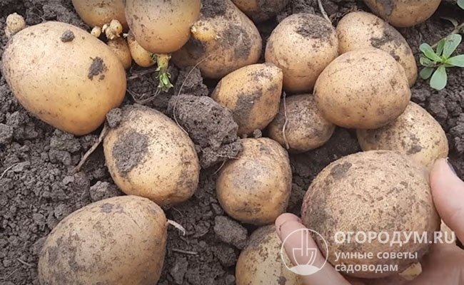 На фото – картофель «Адретта», который по-прежнему ценится огородниками за стабильную продуктивность и отменные вкусовые качества