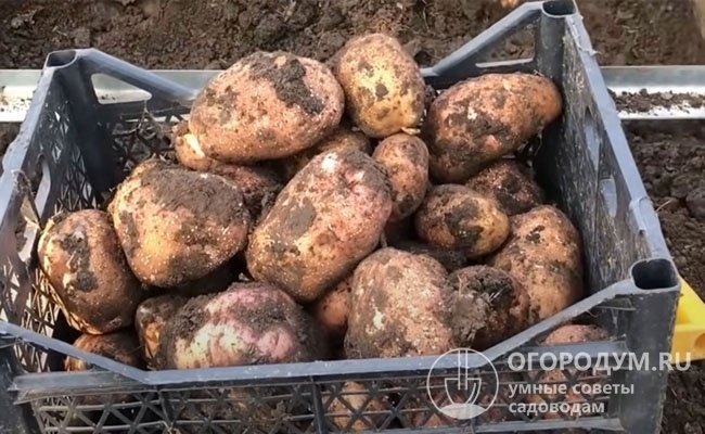 На фото – картофель «Беллароза», характеризующийся высокой урожайностью, ранними сроками созревания и крупными размерами клубней