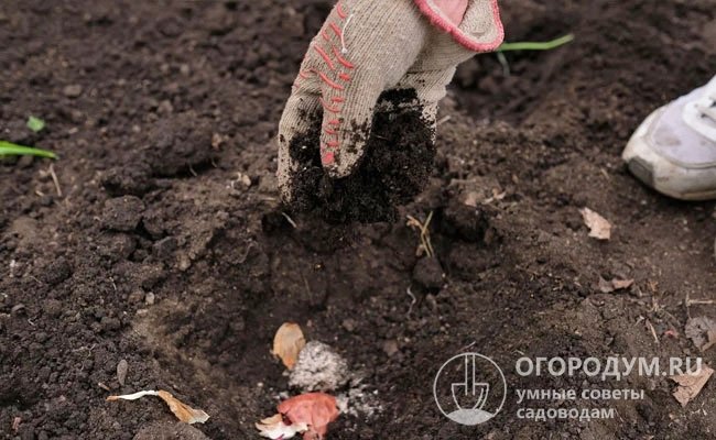 При посадке в лунки добавляют компост или перегной, которые улучшают структуру почвы и обогащают ее питательными элементами
