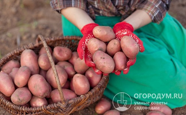 Картофель «Ред Скарлетт» (на фото) – один из самых популярных столовых сортов, обладающих высокой урожайностью, товарностью и отличными вкусовыми качествами клубней