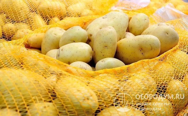 Собранный урожай картофеля хранят при температуре 1-3 ℃ и влажности до 90-95%
