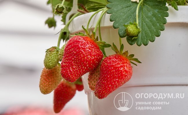 Любители свежей ягоды выращивают данный сорт в качестве домашней культуры, так как он хорошо чувствует себя на балконе или подоконнике
