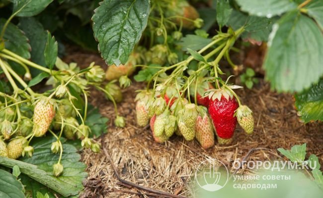 Сформировавшиеся на кустах ягоды зачастую не успевают созреть, особенно в условиях короткого и прохладного лета северных регионов