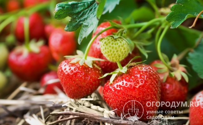 Клубника Берегиня (на фото) отличается высокой урожайностью, крупными размерами и десертным вкусом ягод