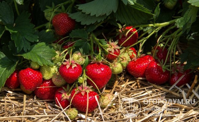 С каждого квадратного метра земляничной плантации можно собрать около 2,5 кг вкусных ягод клубники «Царица»