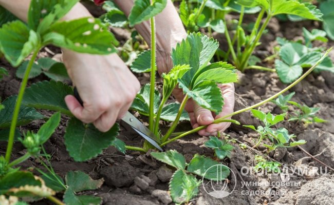 На кустах, предназначенных для плодоношения, необходимо регулярно обрезать усы, чтобы снизить нагрузку на растение